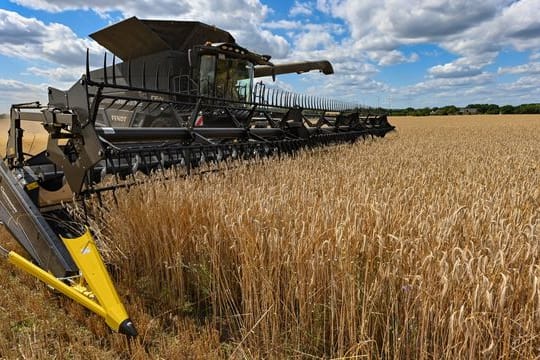 Auf einem Feld wird mit einem Mähdrescher Roggen gedroschen.