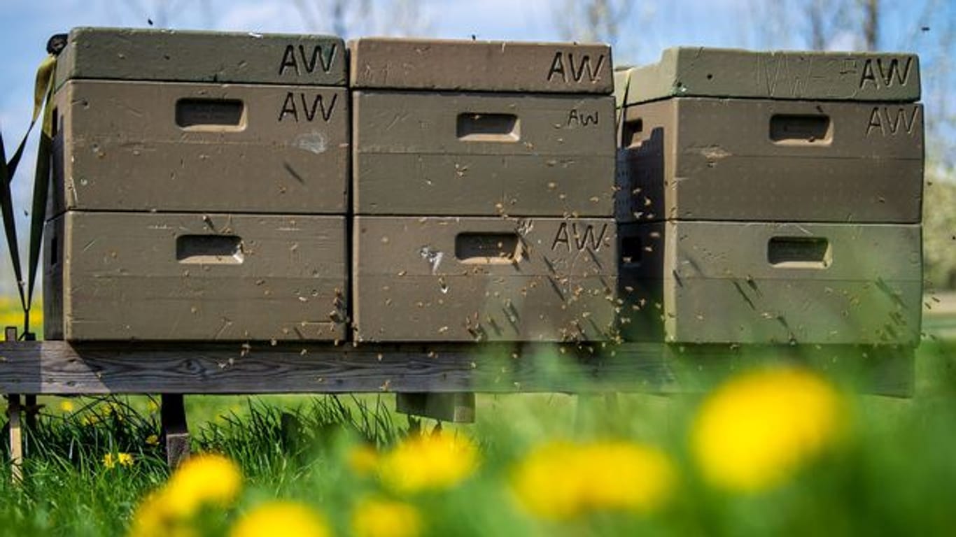 Jedes fünfte Bienenvolk hat den Winter laut einer Umfrage des Fachzentrums für Bienen und Imkerei in Deutschland nicht überlebt.