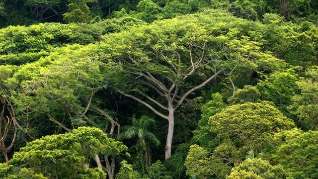 Dichter Atlantischer Regenwald auf der Insel do Cardoso vor Brasilien.