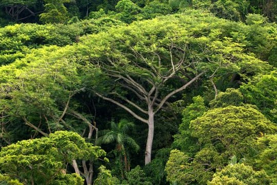 Dichter Atlantischer Regenwald auf der Insel do Cardoso vor Brasilien.