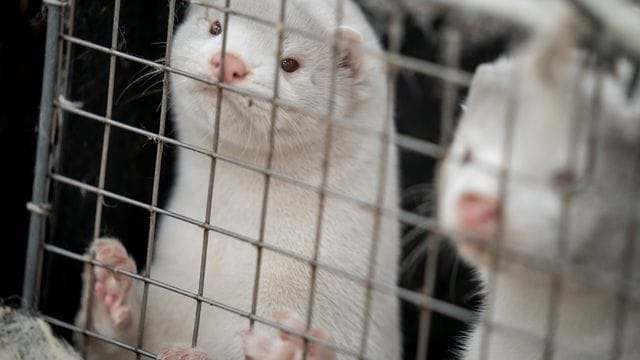 Nerze schauen im dänischen Naestved durch die Gitter ihrer Käfige.