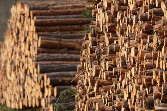 Mehrere Festmeter frisch geschlagene Baumstämme liegen am Waldrand auf einem Polter in Brandenburg.