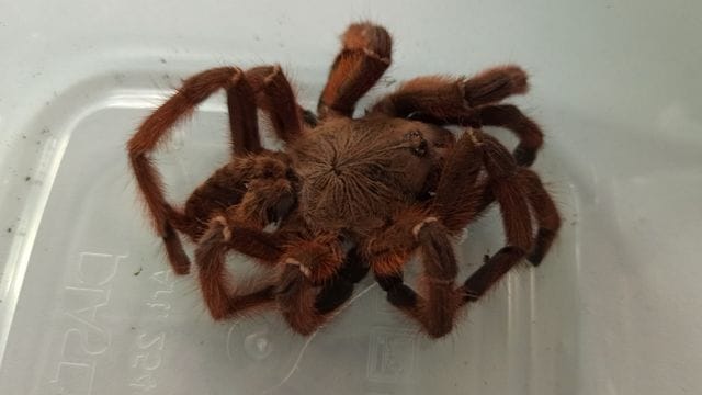 Eine Frau hat am Mittwochmorgen eine Vogelspinne in einer Plastikbox in der Nähe einer Mülheimer S-Bahnstation gefunden. Eine Frau hat am Mittwochmorgen eine Vogelspinne in einer Plastikbox in der Nähe einer Mülheimer S-Bahnstation gefunden.