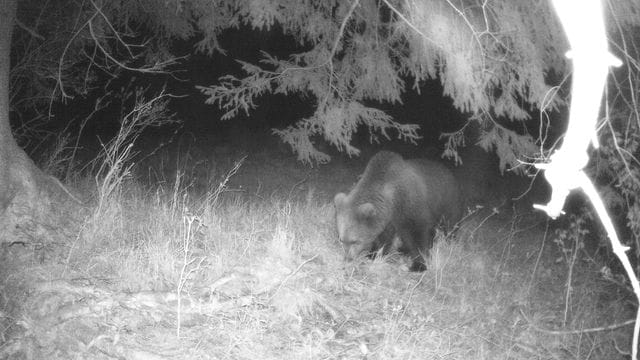 Eine Wildtierkamera hat am frühen Montagmorgen im Landkreis Garmisch-Partenkirchen einen Braunbären aufgenommen. Eine Wildtierkamera hat am frühen Montagmorgen im Landkreis Garmisch-Partenkirchen einen Braunbären aufgenommen.