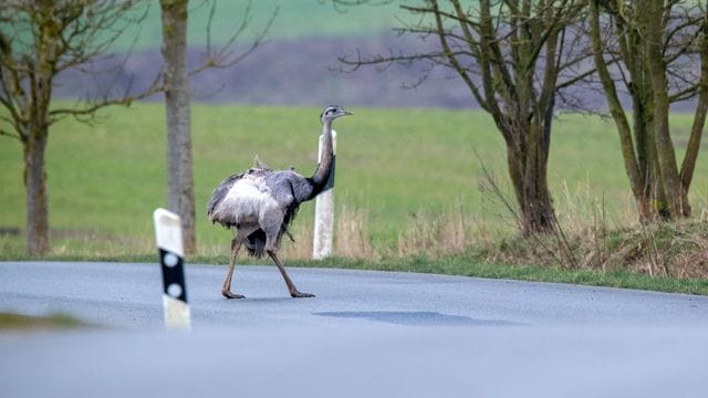 Ein Nandu spaziert über ein Straße.