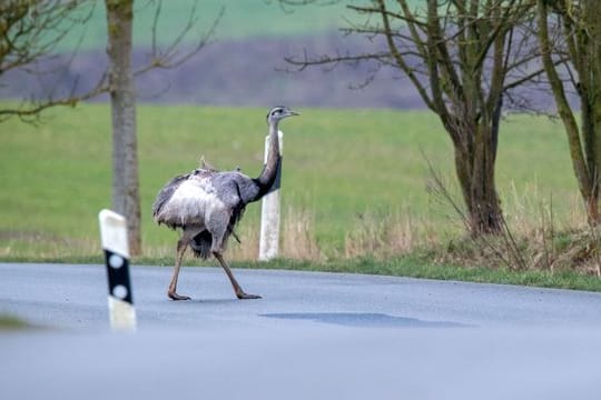 Ein Nandu spaziert über ein Straße.