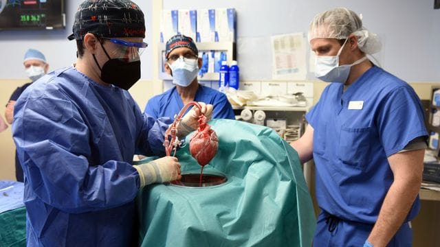 Die erste Transplantation eines Schweineherzens galt als Durchbruch auf dem Gebiet der Xenotransplantation.