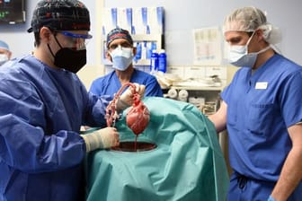 Die erste Transplantation eines Schweineherzens galt als Durchbruch auf dem Gebiet der Xenotransplantation.