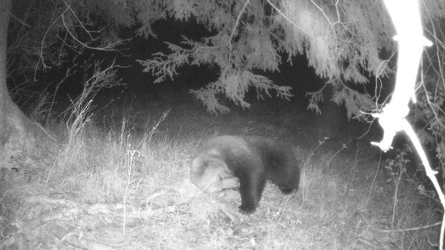 Eine Wildtierkamera hat im Landkreis Garmisch-Partenkirchen einen Braunbären aufgenommen. Eine Wildtierkamera hat im Landkreis Garmisch-Partenkirchen einen Braunbären aufgenommen.