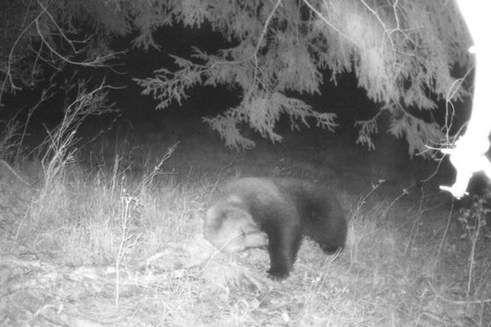 Eine Wildtierkamera hat im Landkreis Garmisch-Partenkirchen einen Braunbären aufgenommen.