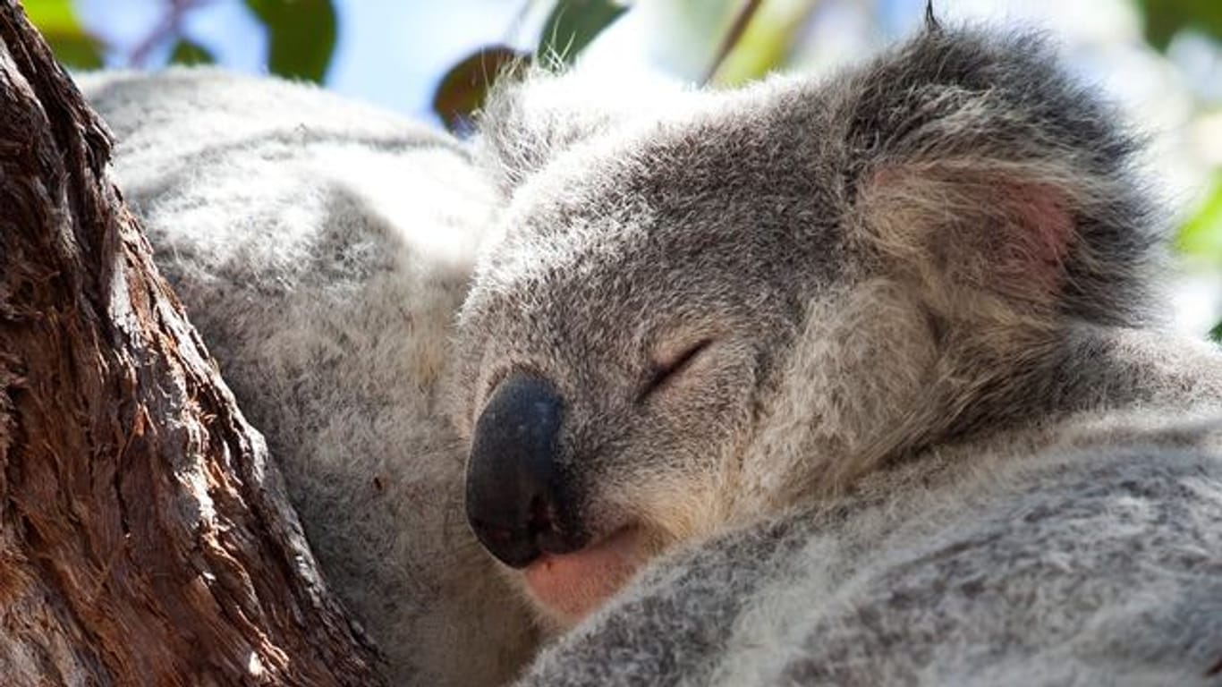 Ein Koala auf einem Baum auf Magnetic Island in Australien.