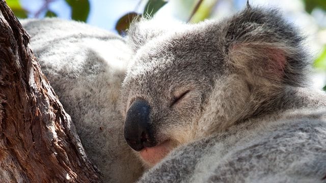 Ein Koala auf einem Baum auf Magnetic Island in Australien.