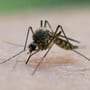 Haushaltstipp: Effektives Mittel gegen Mücken
