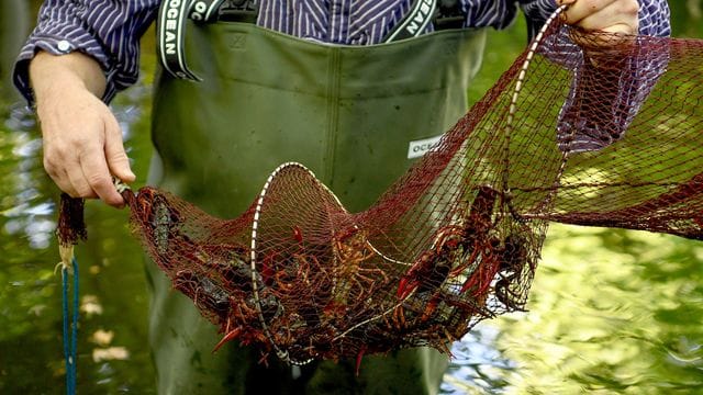 Gefangene Amerikanische Flusskrebse krabbeln in einer Reuse im Tiergarten.