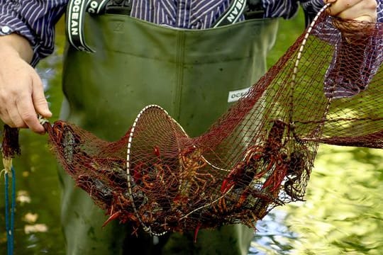 Gefangene Amerikanische Flusskrebse krabbeln in einer Reuse im Tiergarten.