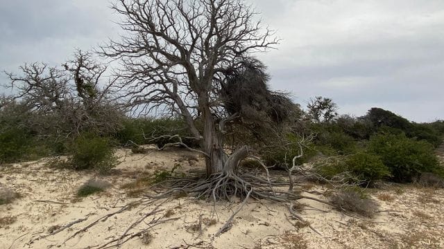 Eine absterbende "Chrissi-Zeder" auf der Insel Chrissi: Die Natur der griechischen Insel leidet stark unter dem Tourismus.