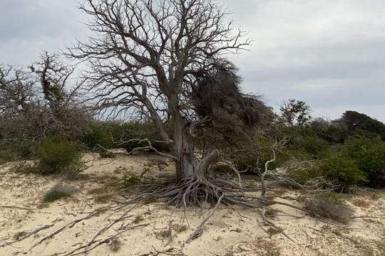 Eine absterbende "Chrissi-Zeder" auf der Insel Chrissi: Die Natur der griechischen Insel leidet stark unter dem Tourismus.