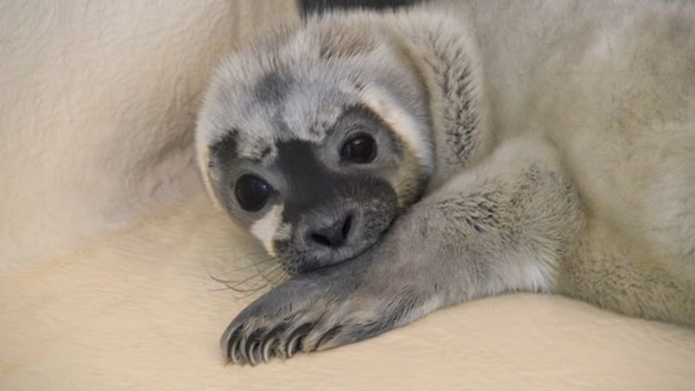 Heuler Meike in der Seehundstation Friedrichskoog.