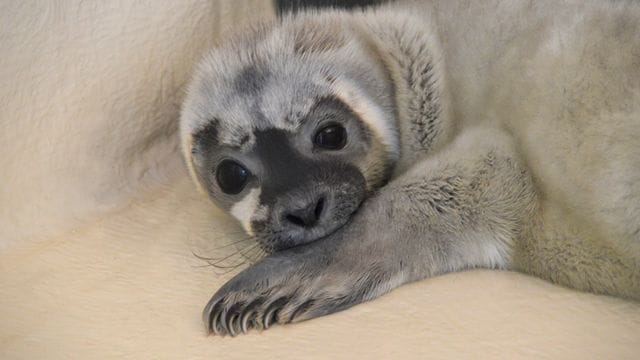 Heuler Meike in der Seehundstation Friedrichskoog.