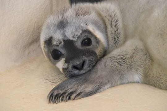 Heuler Meike in der Seehundstation Friedrichskoog.