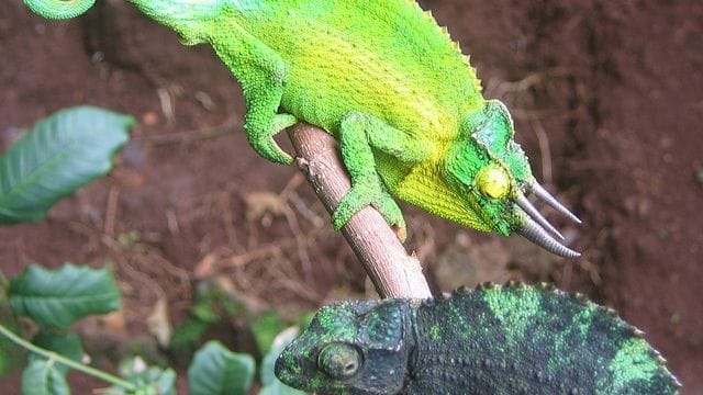 Ein männliches Dreihornchamäleon (oben) wirbt auf der hawaiianischen Insel Oahu mit seiner aufälligen Färbung um ein Weibchen.