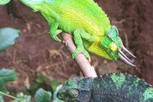 Ein männliches Dreihornchamäleon (oben) wirbt auf der hawaiianischen Insel Oahu mit seiner aufälligen Färbung um ein Weibchen.