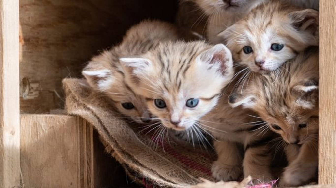 Bei den Sandkatzen handelt es sich eine vom Aussterben bedrohte Wildkatzen-Art.