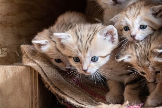 Bei den Sandkatzen handelt es sich eine vom Aussterben bedrohte Wildkatzen-Art.