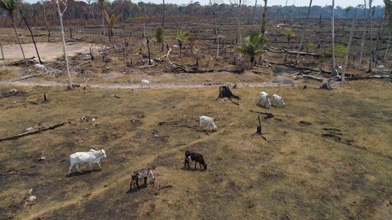 Illegale Viehzucht in Mittelamerika sorgt für große Probleme, zum Beispiel Umweltzerstörung.