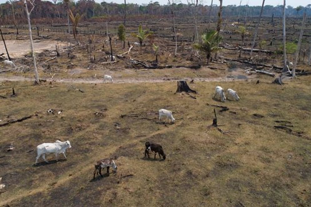 Illegale Viehzucht in Mittelamerika sorgt für große Probleme, zum Beispiel Umweltzerstörung.