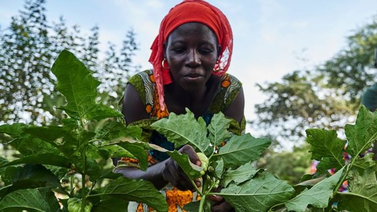 Eine Landwirtin arbeitet auf dem Feld im Rahmen eines Waldgartenprojekts von Trees for the Future in Kaffrine (Senegal).