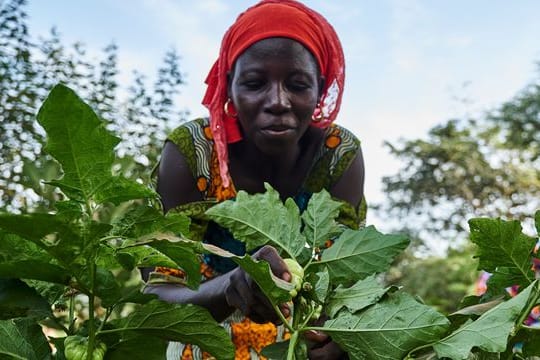 Eine Landwirtin arbeitet auf dem Feld im Rahmen eines Waldgartenprojekts von Trees for the Future in Kaffrine (Senegal).