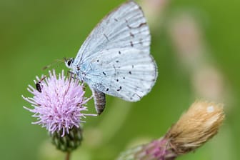 Faulbaum-Bläuling sitzt auf einer Acker-Kratzdistel: Kennen Sie diese heimischen Schmetterlinge?