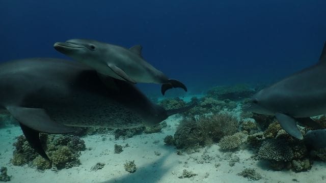 Forscher beobachteten Delfine im Roten Meer vor Ägypten dabei, wie sie sich an ausgewählten Korallen und Schwämmen rieben und dafür auch in einer Reihe anstellten.