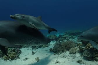 Forscher beobachteten Delfine im Roten Meer vor Ägypten dabei, wie sie sich an ausgewählten Korallen und Schwämmen rieben und dafür auch in einer Reihe anstellten.