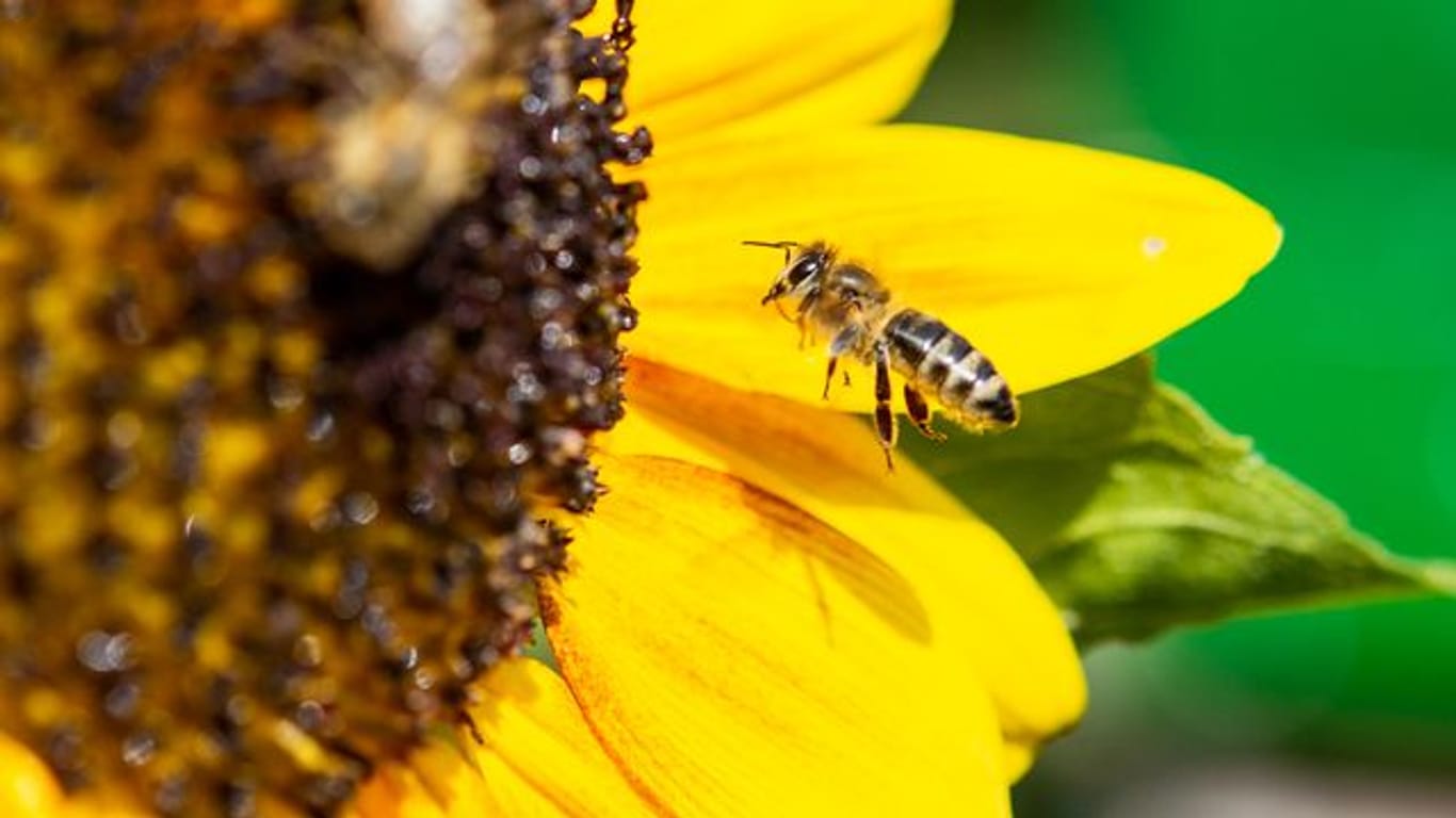 "Bienen zählen zu den wichtigsten Nutztieren", sagt Amtstierarzt Björn Wilcken.