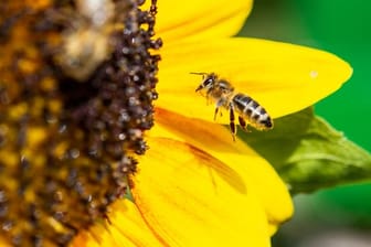 "Bienen zählen zu den wichtigsten Nutztieren", sagt Amtstierarzt Björn Wilcken.