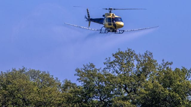 Ein Spezialhubschrauber versprüht über einer Allee im mecklenburgischen Ludwigslust ein Insektizid gegen den Eichenprozessionsspinner.