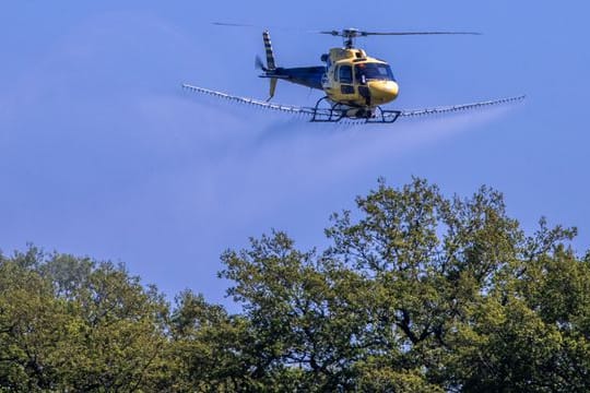 Ein Spezialhubschrauber versprüht über einer Allee im mecklenburgischen Ludwigslust ein Insektizid gegen den Eichenprozessionsspinner.