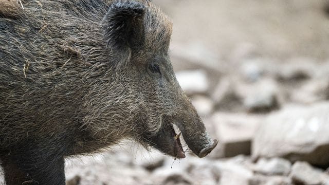 Ein Wildschwein hat sich in Krakau, Polen, verirrt und für Chaos gesorgt. Ein Wildschwein hat sich in Krakau, Polen, verirrt und für Chaos gesorgt.