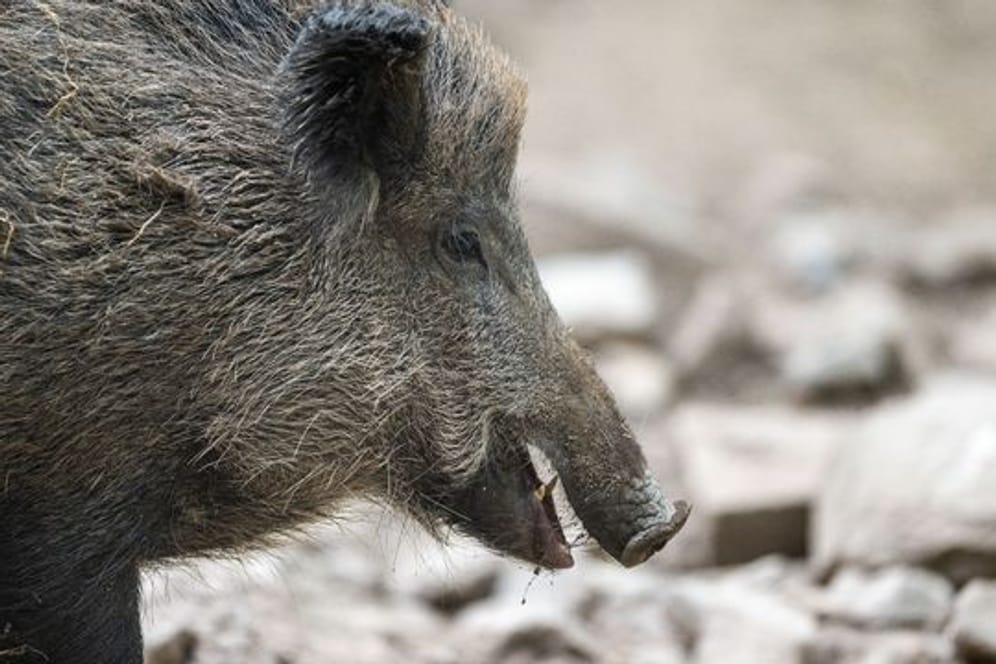 Ein Wildschwein hat sich in Krakau, Polen, verirrt und für Chaos gesorgt.