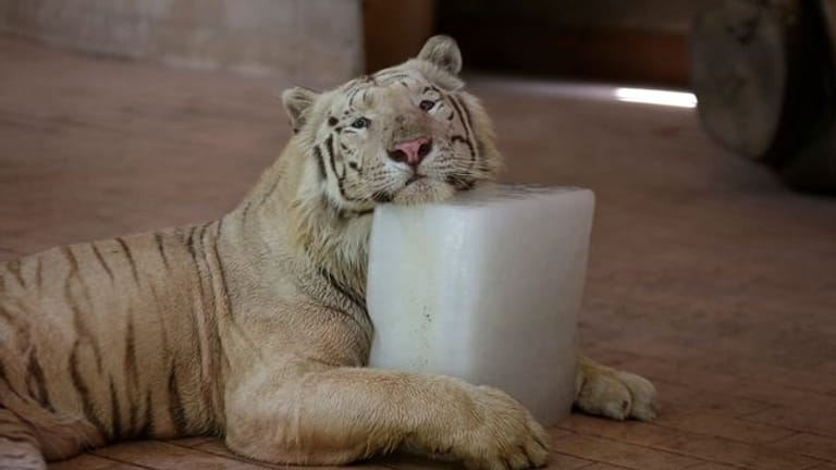 Ein Tiger kühlt sich im Zoo von Lahore bei heißem Wetter auf einem Eisblock ab.