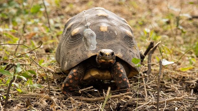 Die zweitgrößte Landschildkröte Südamerikas galt in Argentinien als ausgestorben.