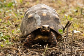 Die zweitgrößte Landschildkröte Südamerikas galt in Argentinien als ausgestorben.