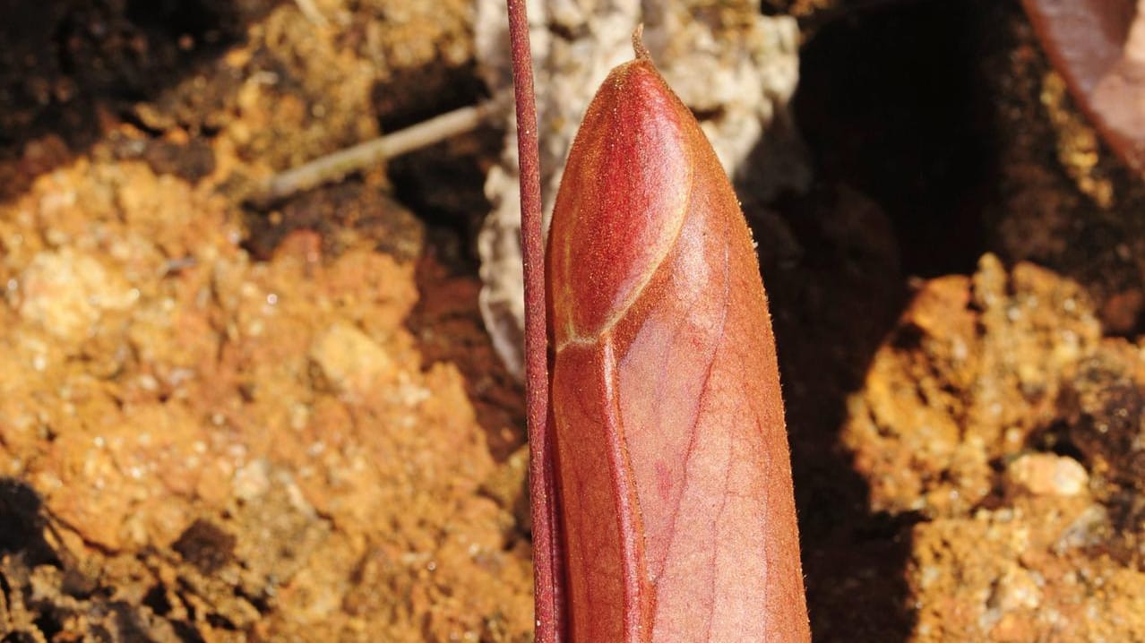 Tropische Pflanze: Die Kannenpflanzen bevorzugen ein feuchtwarmes Klima. Auf dem Bild ist eine noch verschlossene Nepenthes spec aus Sri Lanka zu sehen.