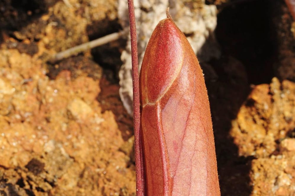 Tropische Pflanze: Die Kannenpflanzen bevorzugen ein feuchtwarmes Klima. Auf dem Bild ist eine noch verschlossene Nepenthes spec aus Sri Lanka zu sehen.