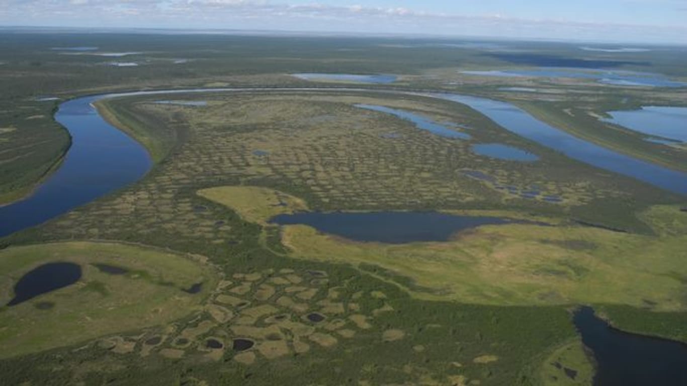 Luftaufnahme der offenen Lärchenwälder auf der russischen Taimyr-Insel - rund um den Fluss Chatanga.