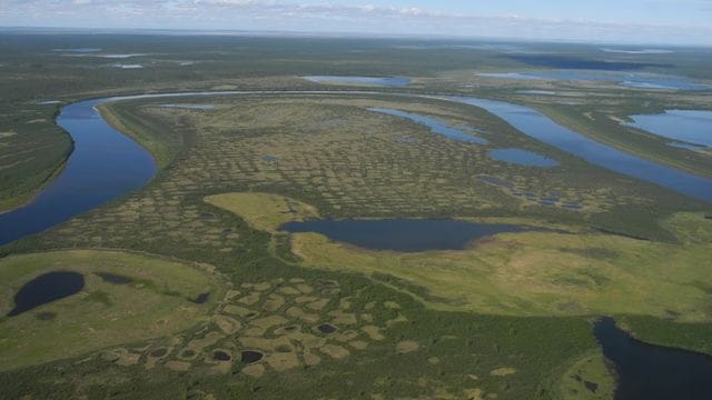 Luftaufnahme der offenen Lärchenwälder auf der russischen Taimyr-Insel - rund um den Fluss Chatanga.