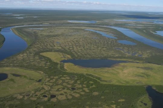 Luftaufnahme der offenen Lärchenwälder auf der russischen Taimyr-Insel - rund um den Fluss Chatanga.