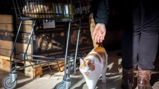 Bisher gibt es weder Studien noch gemeldete Fälle, bei denen sich Haustiere wie Katze, Hund oder Hamster infiziert haben. Bisher gibt es weder Studien noch gemeldete Fälle, bei denen sich Haustiere wie Katze, Hund oder Hamster infiziert haben.